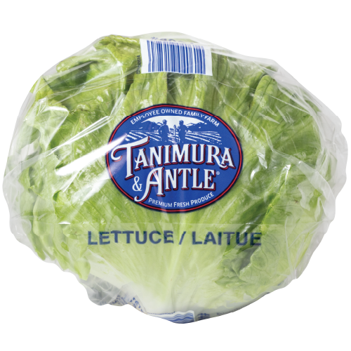 Lechuga iceberg fresca — fotografía de referencia